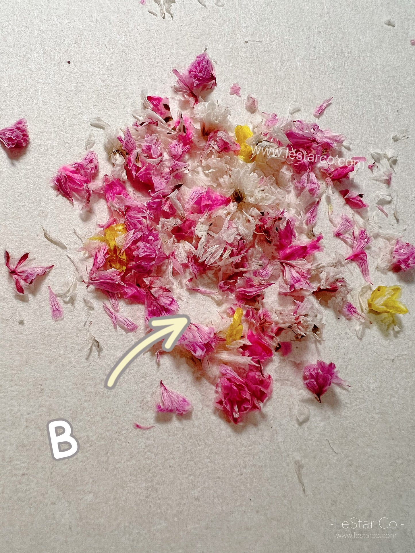 Mixed Real Pressed Dry Flowers dry flowers Pastel for Nail Decals/ Nail Art DIY/press on Fake Nails Supply