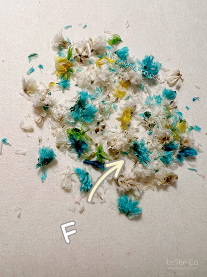 Mixed Real Pressed Dry Flowers dry flowers Pastel for Nail Decals/ Nail Art DIY/press on Fake Nails Supply